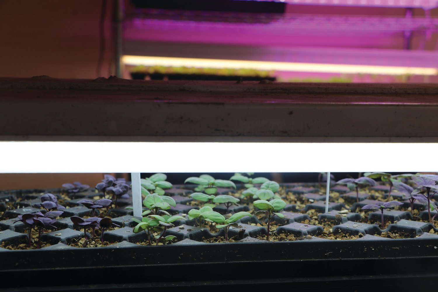 Seedlings under LED lights at Gariss Gardens off Sims Way.